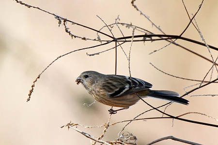 ベニマシコ♀１IMG_7822