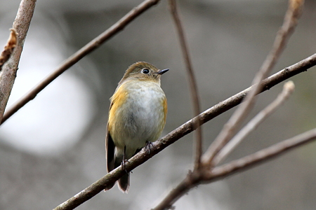 ルリビタキ６♀IMG_9242