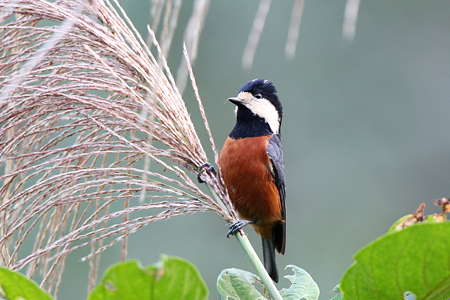 ヤマガラIMG_7956