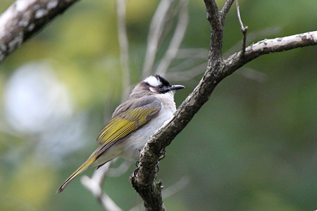 シロガシラ３IMG_9181