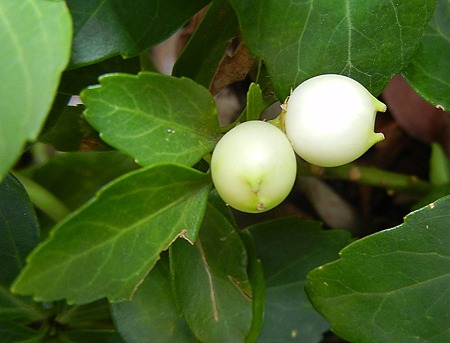 フッキソウ（富貴草）実