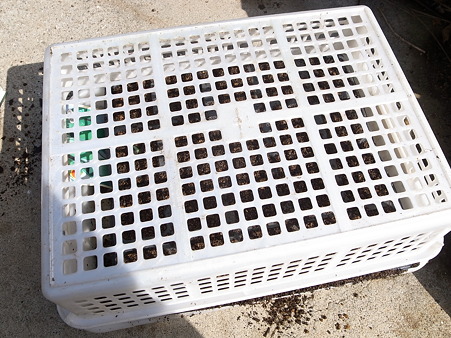 エンドウ種まき３