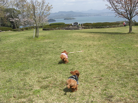 4/2　西海橋公園☆コロチロ3