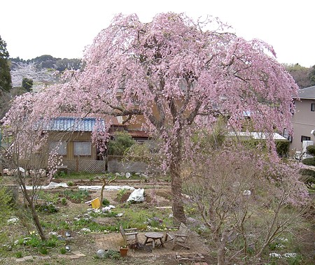 2011桜３