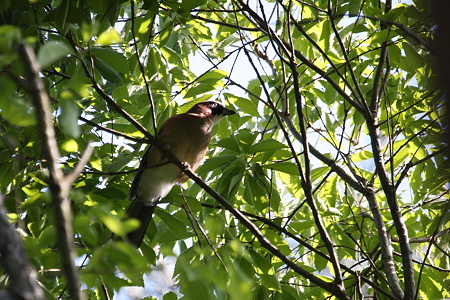 カケス１IMG_1934