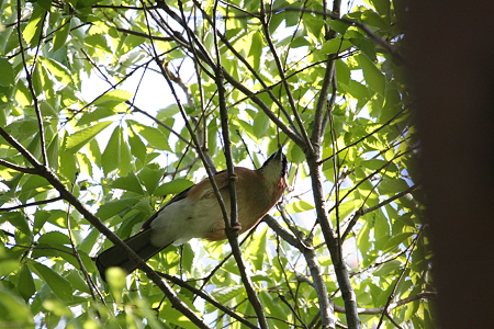 カケス４IMG_1937