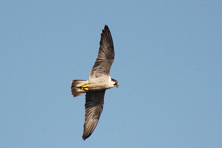 ハヤブサ１IMG_0279