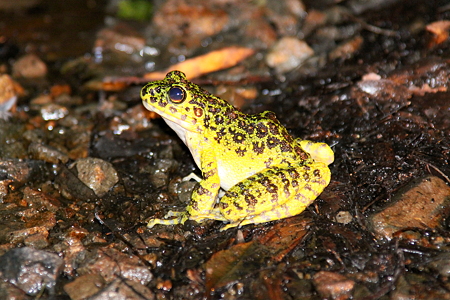 イシカワガエル２IMG_9298