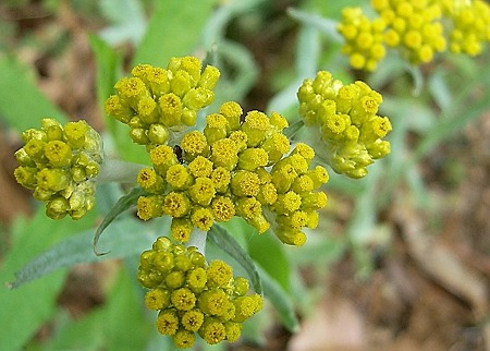 ハハコグサ（母子草）