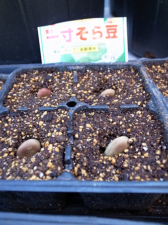 そら豆の種まき３