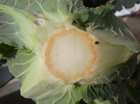 オレンジカリフラワー４