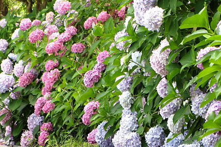 アジサイ５IMG_1078