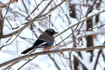 カケス５IMG_1254