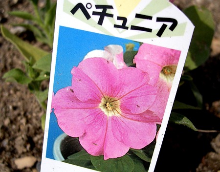 ペチュニア・花名札