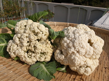 カリフラワー６