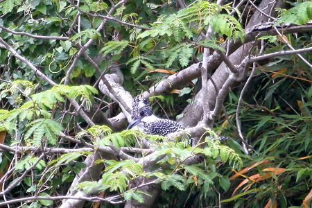 ヤマセミ♀IMG_8594