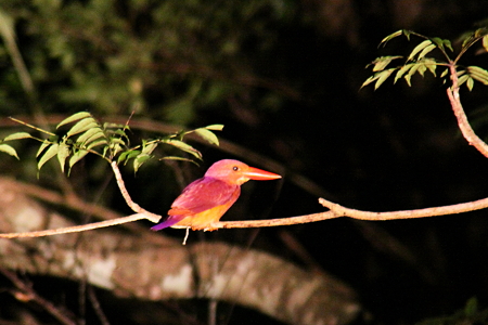 アカショウビン７IMG_9251