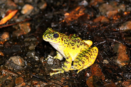 イシカワガエル１IMG_9299