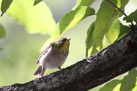 メジロ３IMG_2572