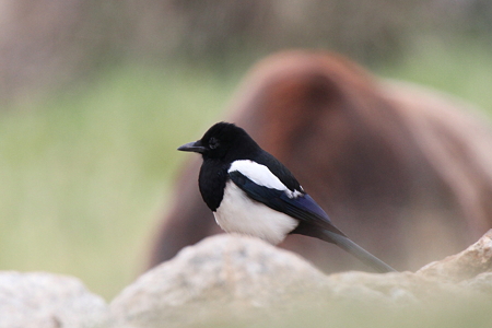 シキチョウ３♂IMG_8899