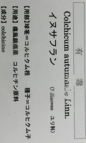 イヌサフラン名札