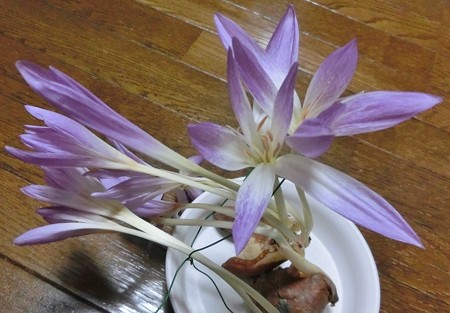 我家のコルチカムB