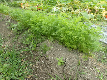 写真: ニンジン１