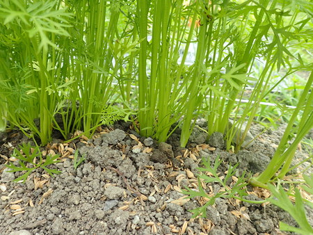 写真: ニンジン４