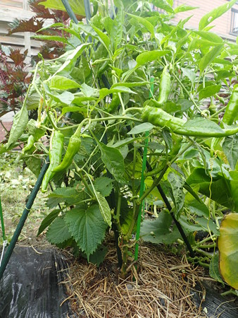 写真: 万願寺トウガラシ