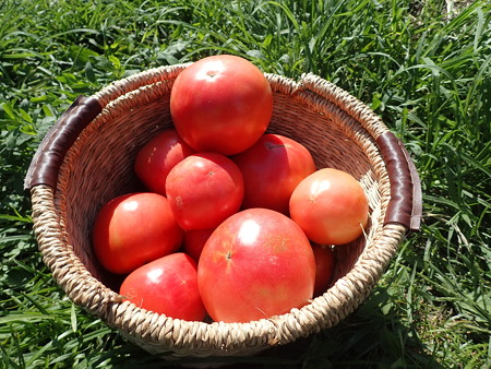 写真: 畑の収穫野菜７