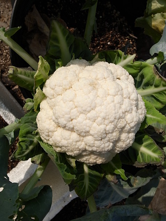カリフラワー３