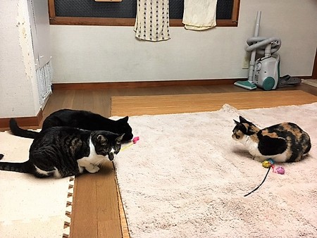 161118３さんにゃん