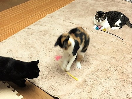 161118３なんちゃん２