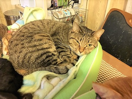 161118リなこちゃん２