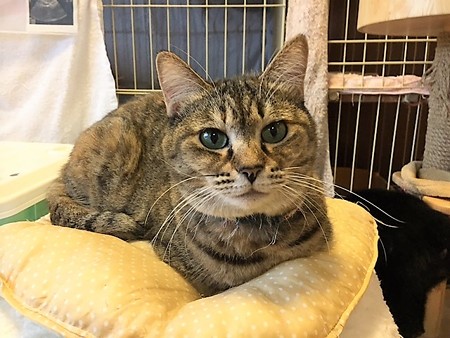 161118リプルちゃん