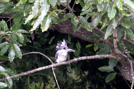 ヤマセミ♂２IMG_8675