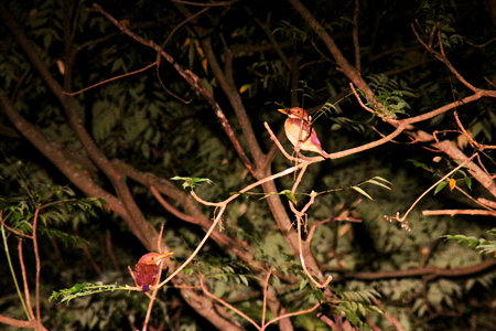 アカショウビン６IMG_9609