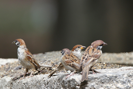 スズメ２IMG_3010