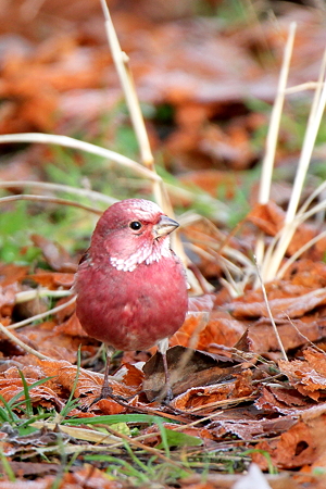 オオマシコ３♂IMG_7412