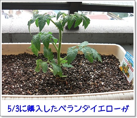 ベランダイエローの真実1