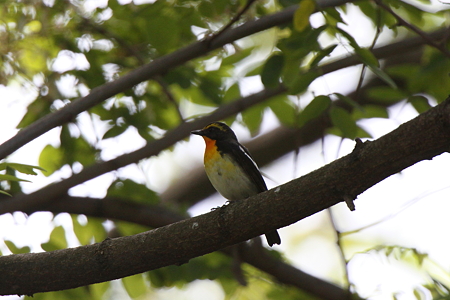 キビタキ４IMG_7440