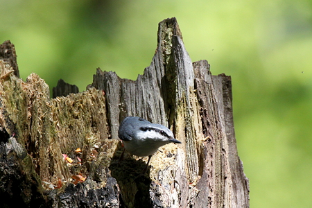 ゴジュウカラ１IMG_7812