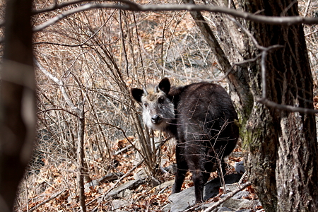 カモシカ２IMG_1732