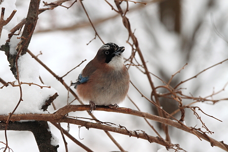 カケス７IMG_1349