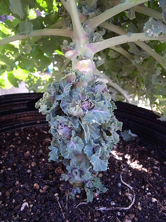 プチヴェール３