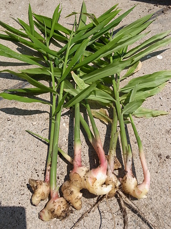 写真: 葉ショウガ５