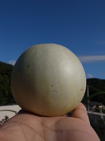 プリンスメロン３