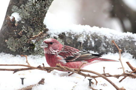 オオマシコ７IMG_2144