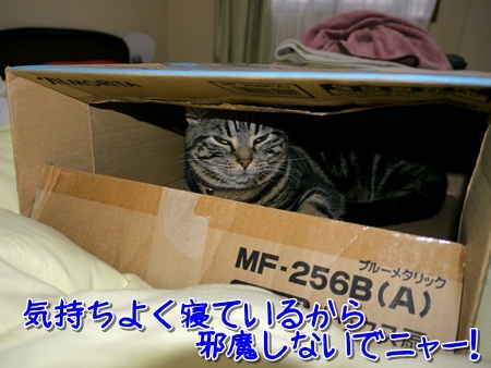 扇風機の箱に入る猫２