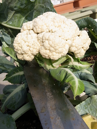 カリフラワー５